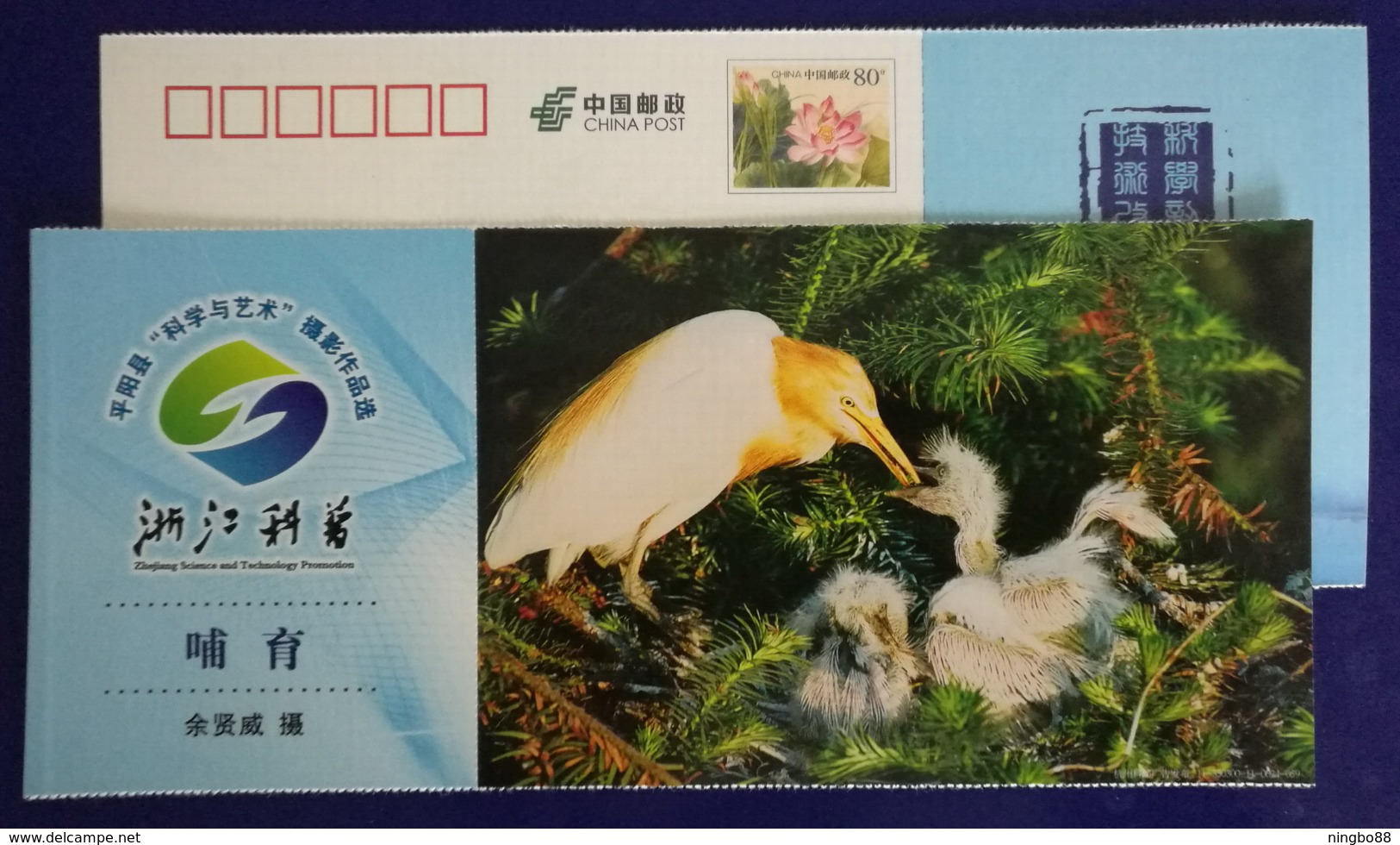 Egret Bird Feeding,environmental Protection,science Art Photography Competition,CN 11 Science Popularization PSC - Other & Unclassified