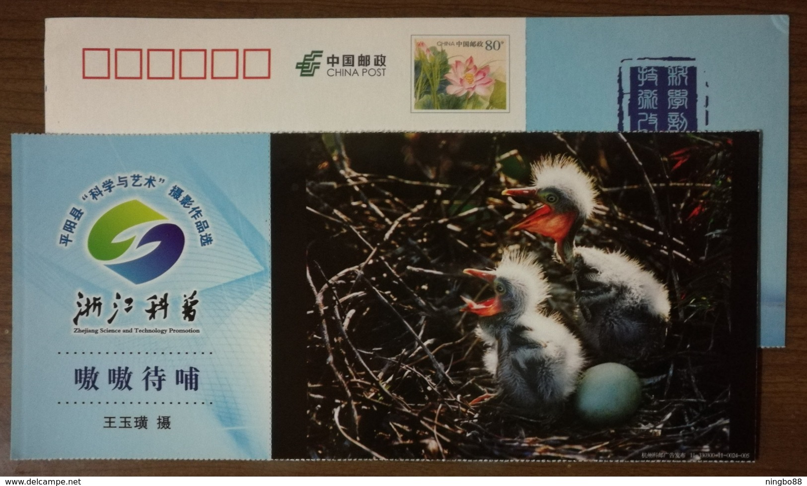 Nestling Birds Waiting Feeding,Awarding Artwork Of Science Art Photography Competition,CN 11 Science Popularization PSC - Other & Unclassified