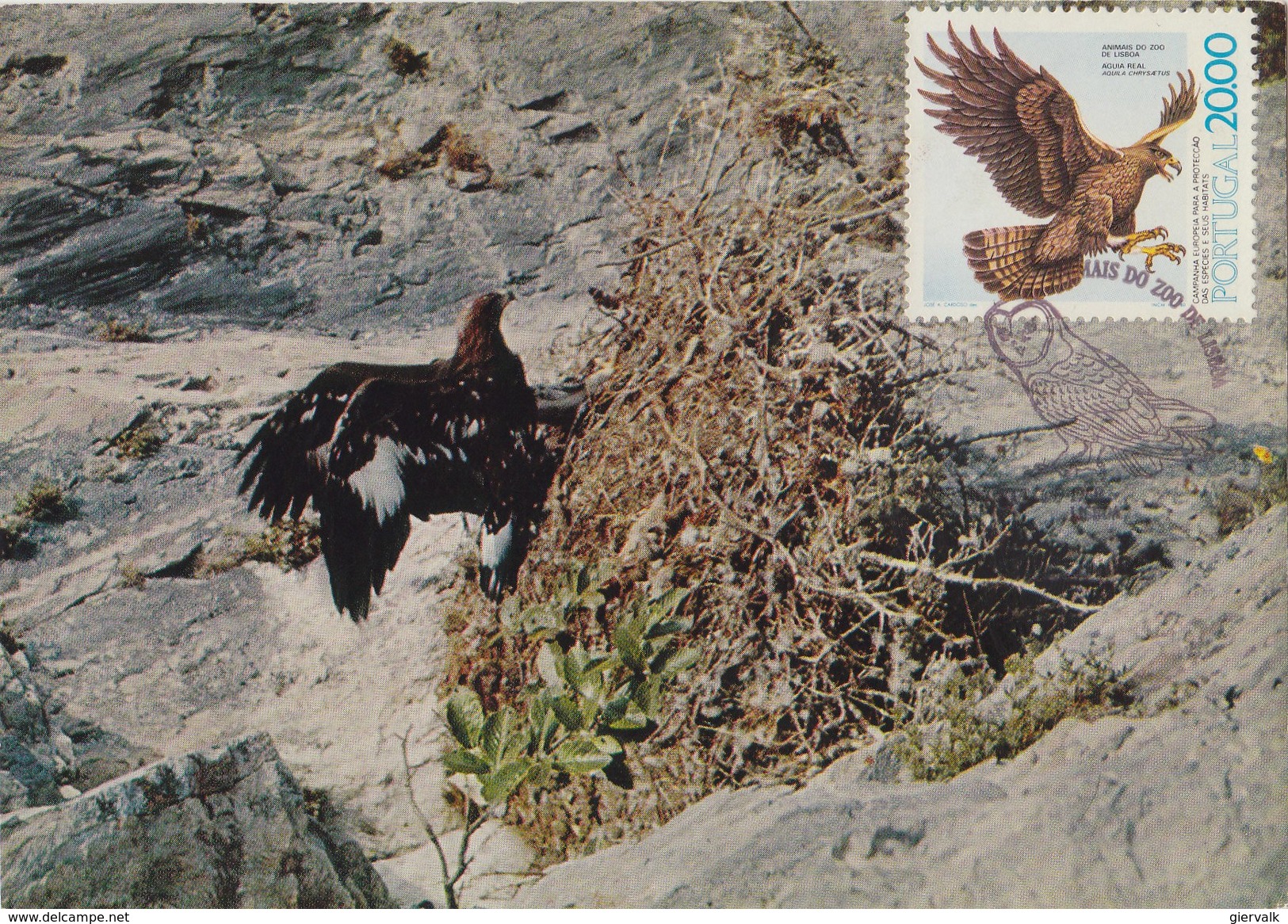 PORTUGAL 1980 Max Card With Bird Of Prey. - Aquile & Rapaci Diurni