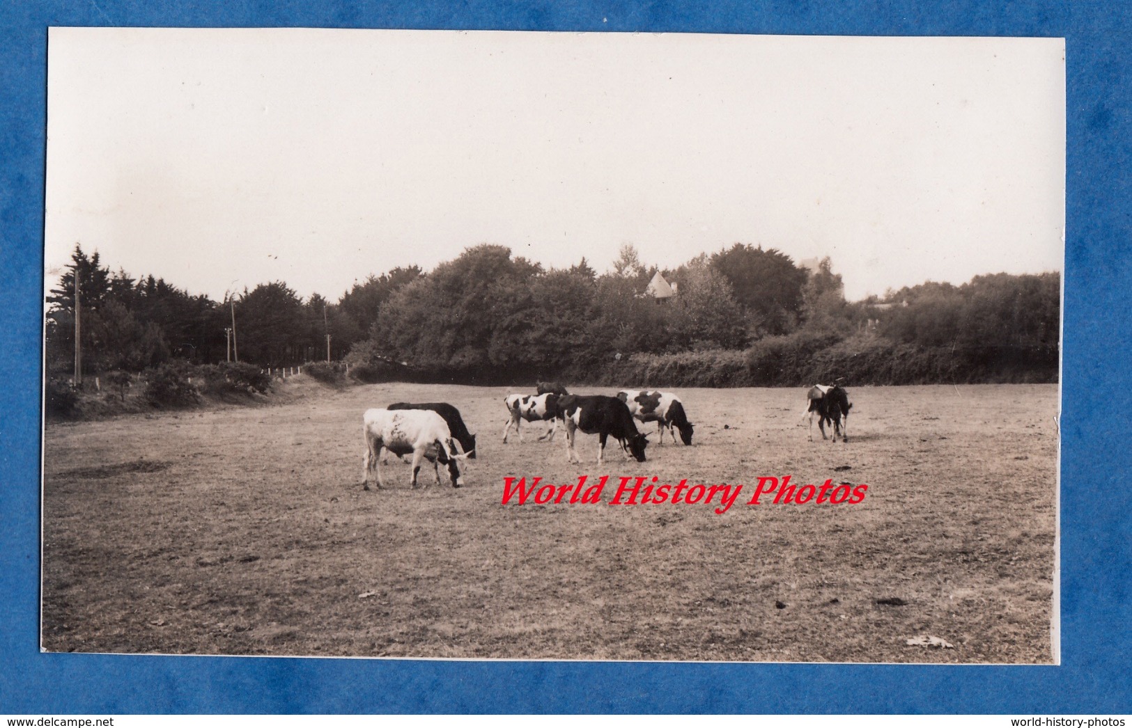 Photo Ancienne - BEG MEIL - Vaches Au Paturage - Septembre 1937 - Agriculture Vache Cow Elevage Bretagne - Places