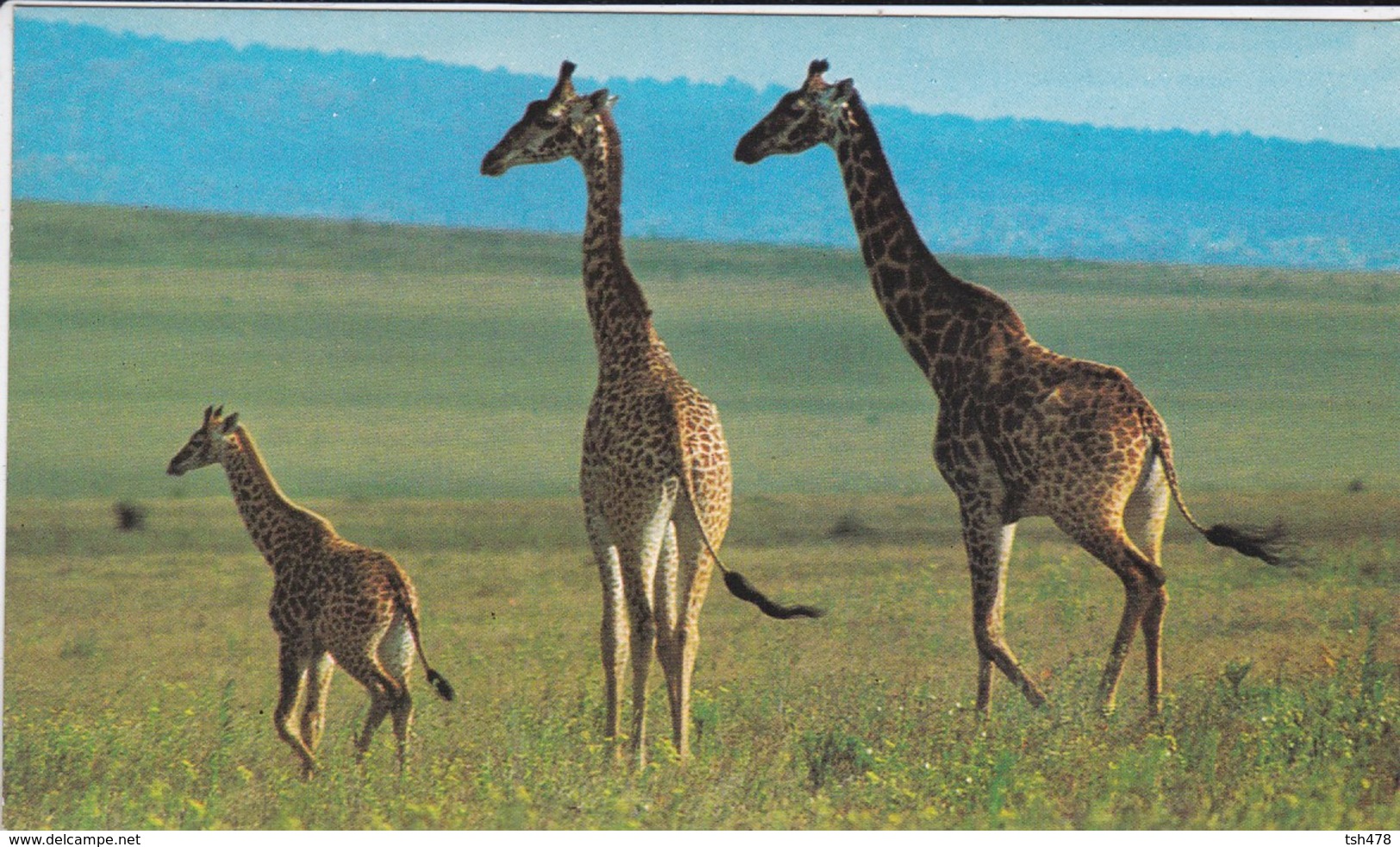 AFRIQUE---parc Du W---girafles---voir 2 Scans - Non Classés