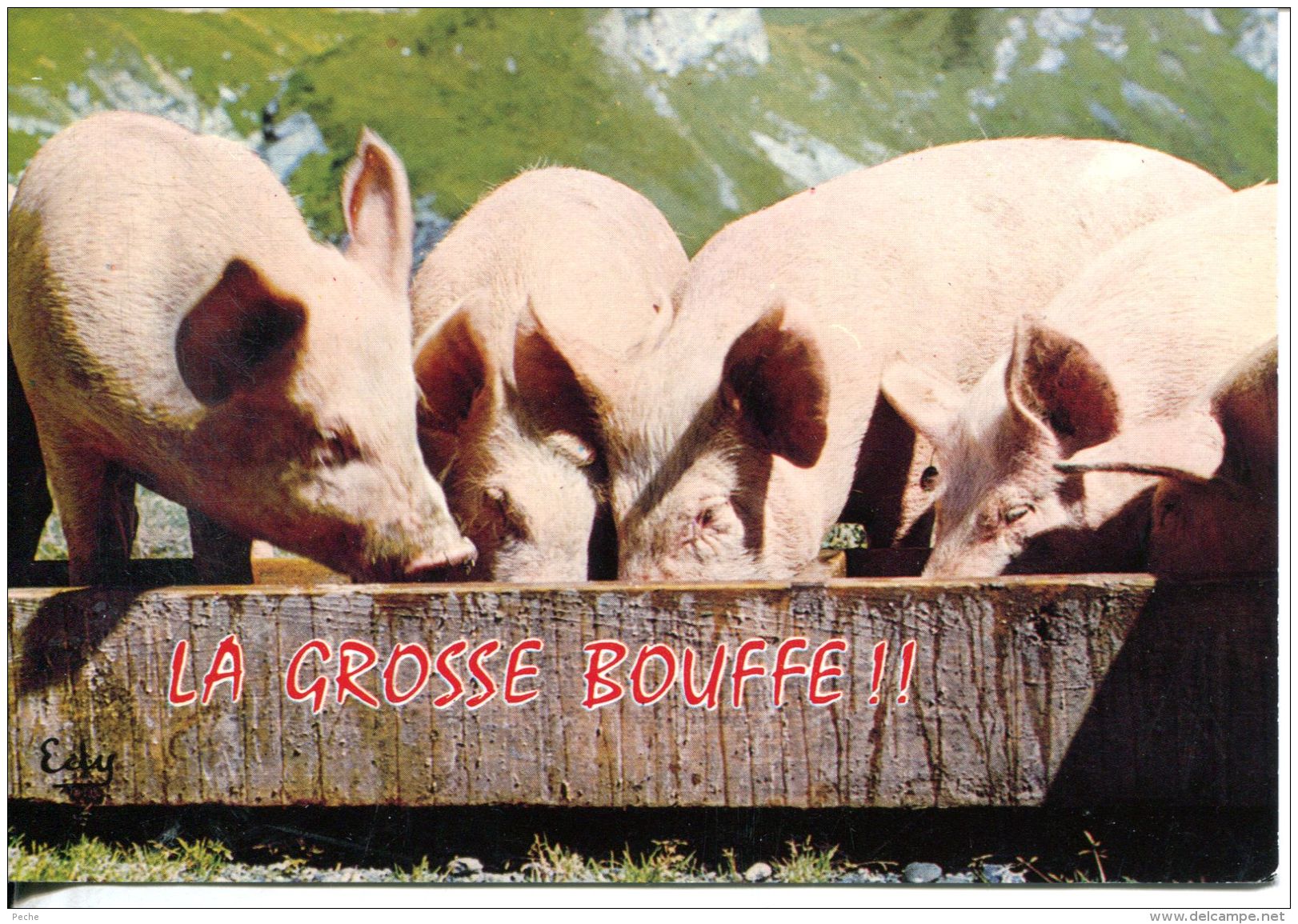 N°53605 GF-cpsm Cochons -la Grosse Bouffe- - Cochons