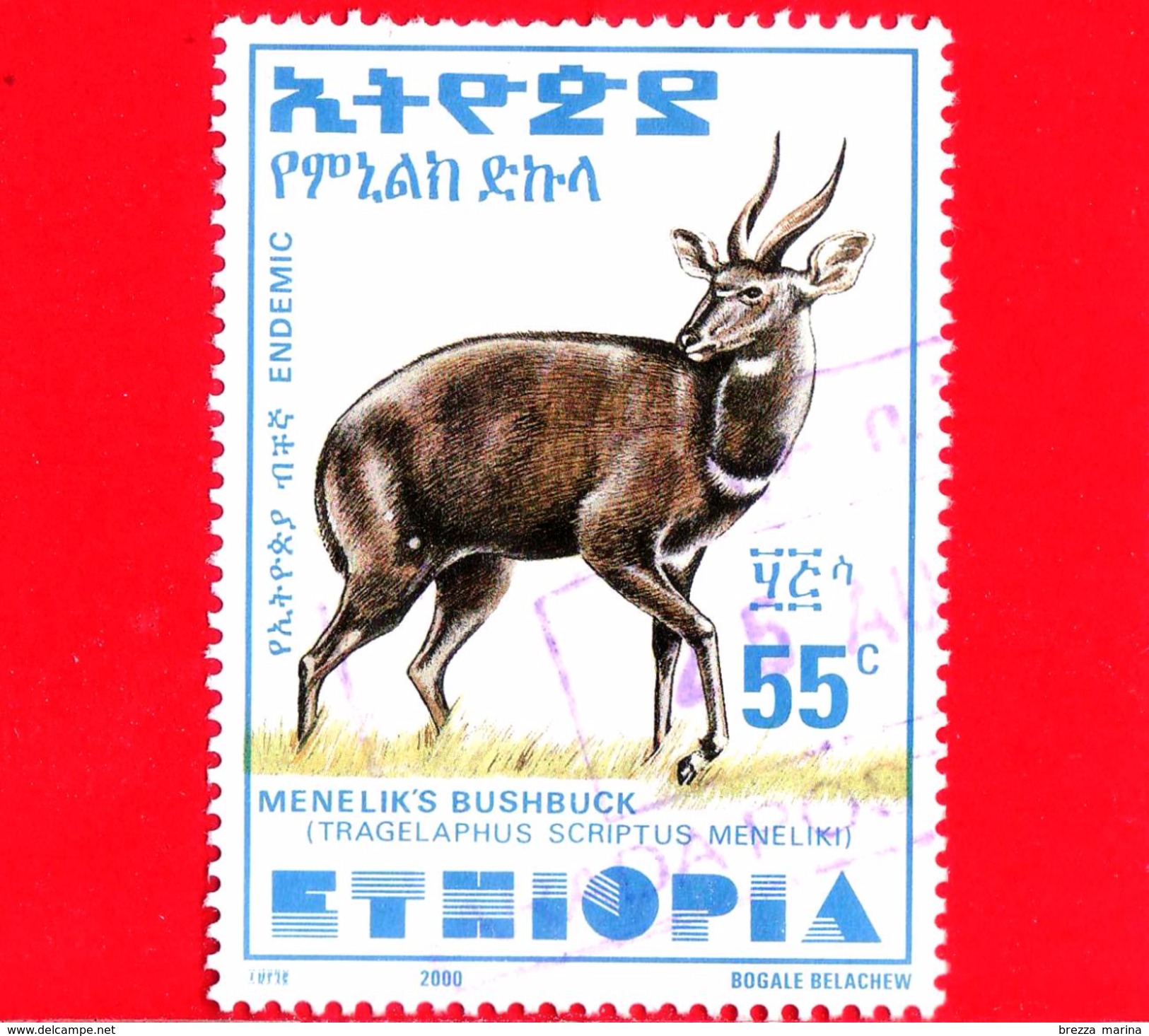 ETIOPIA - Usato -  2000 - Tragelafo Striato - Antilopi - Menelik´s Bushbuck - 55 - Etiopia