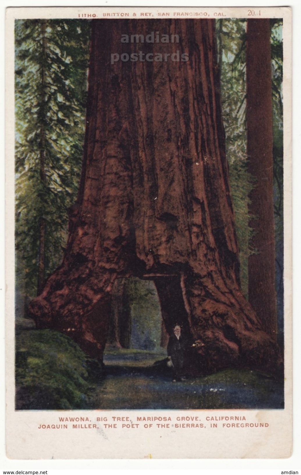 YOSEMITE CALIFORNIA CA, WAWONA - POET J MILLER UNDER MARIPOSA GROVE BIG TREE - C1910s Vintage Postcard - Yosemite