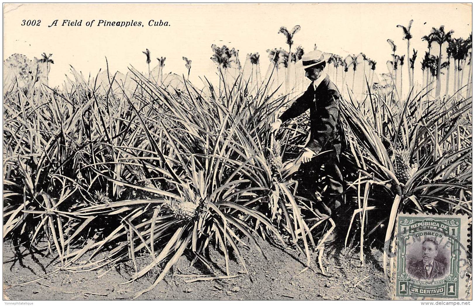 CUBA / A Field Of Pineapples - Cuba