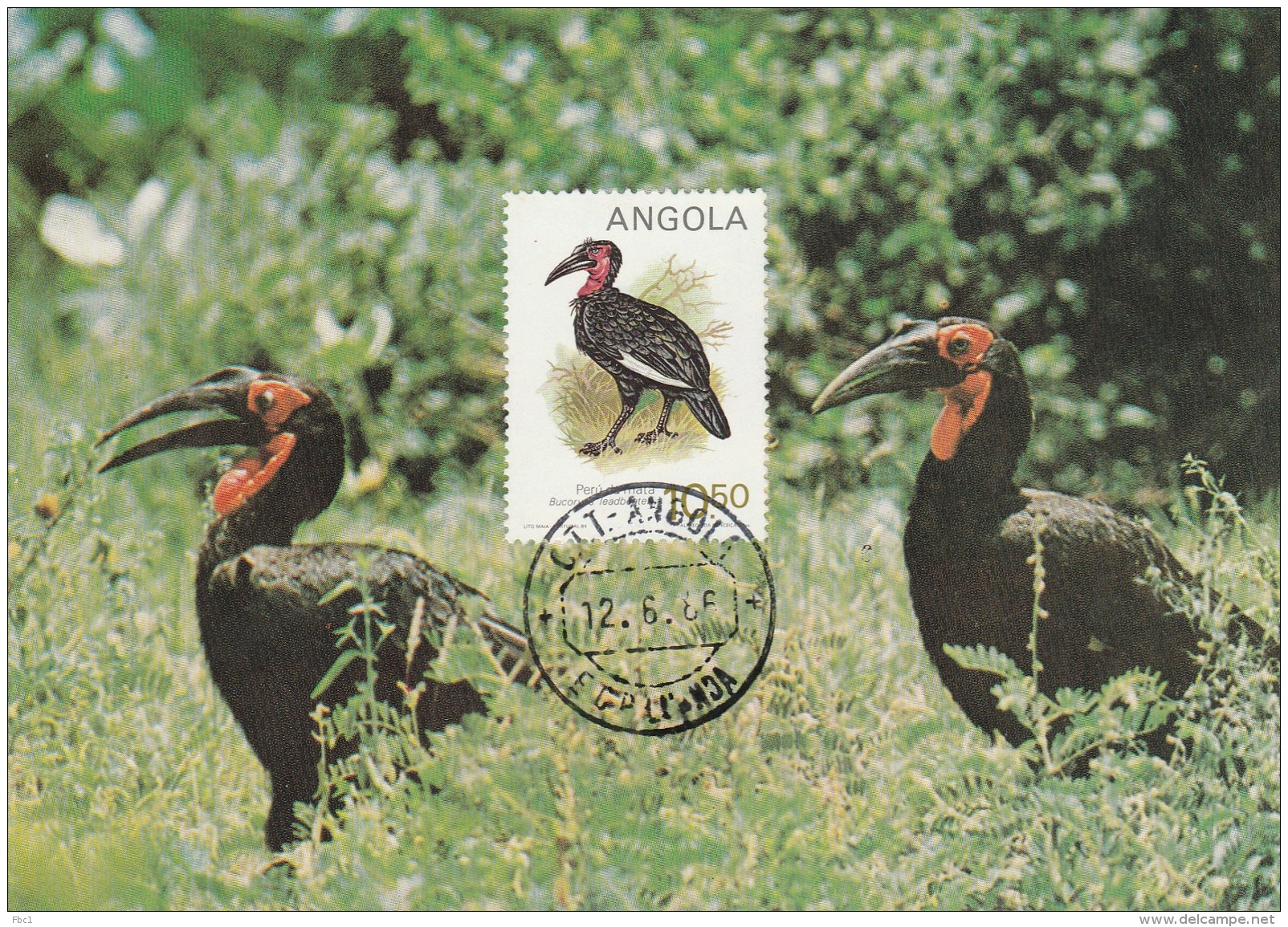 Angola - Carte Maximum - Oiseau (Oiseaux - Bird - Birds) - Angola