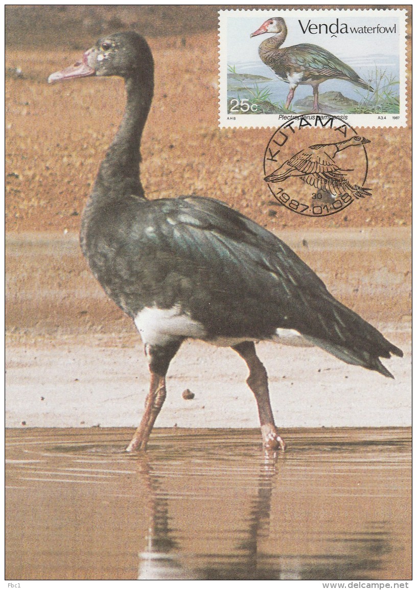 Venda - Carte Maximum - Oiseau (Oiseaux - Bird - Birds) - Autres & Non Classés