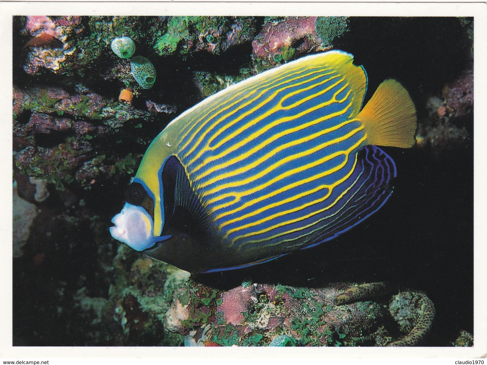 CARTOLINA  -  POSTCARD -  MALDIVE - DISCOVER THE PLEASURE OF DIVING - Maldives