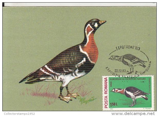 59476- RED BREASTED GOOSE, BIRDS, MAXIMUM CARD, 1983, ROMANIA - Gänsevögel