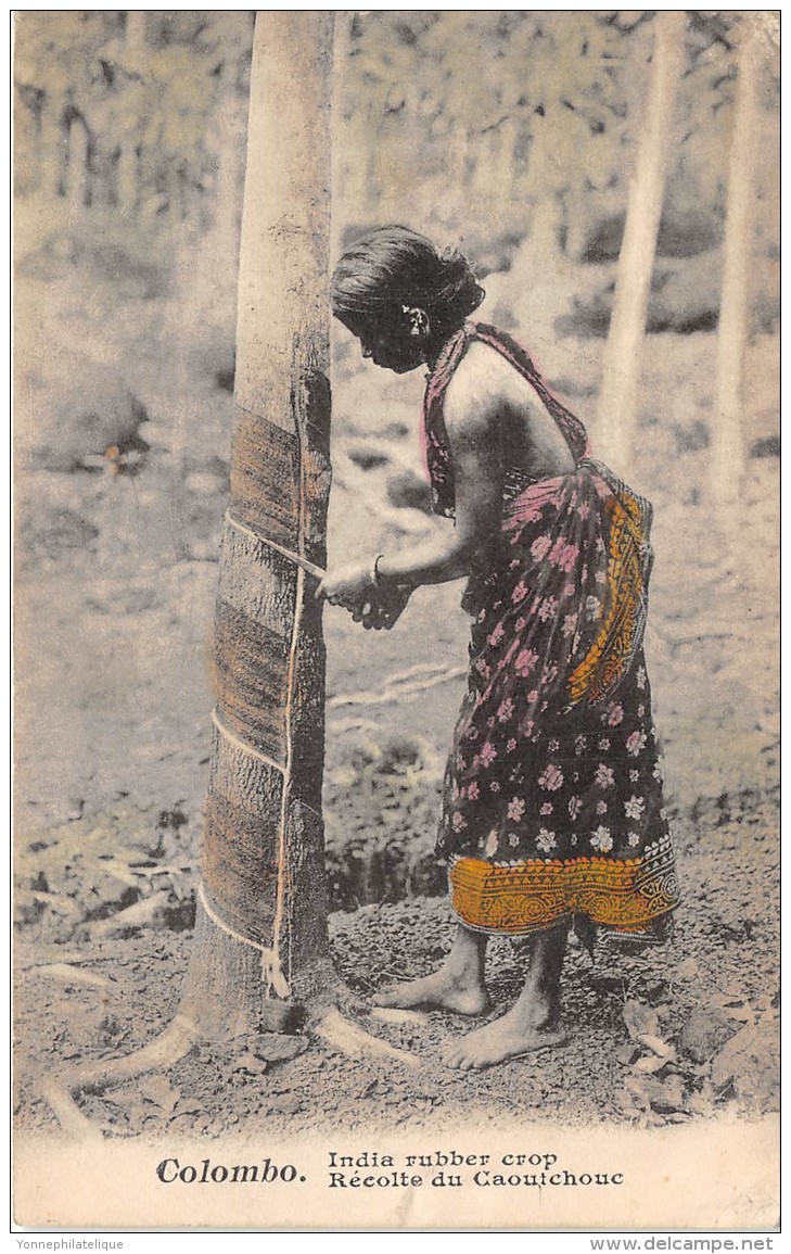 COLOMBO / India Rubber Crop - Beau Cliché - Sri Lanka (Ceylon)