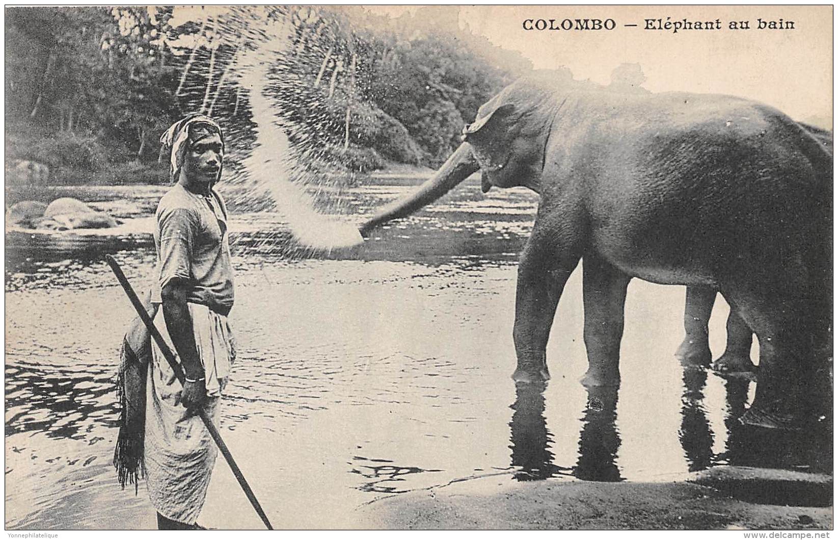 COLOMBO / Elephant Au Bain - Sri Lanka (Ceylon)