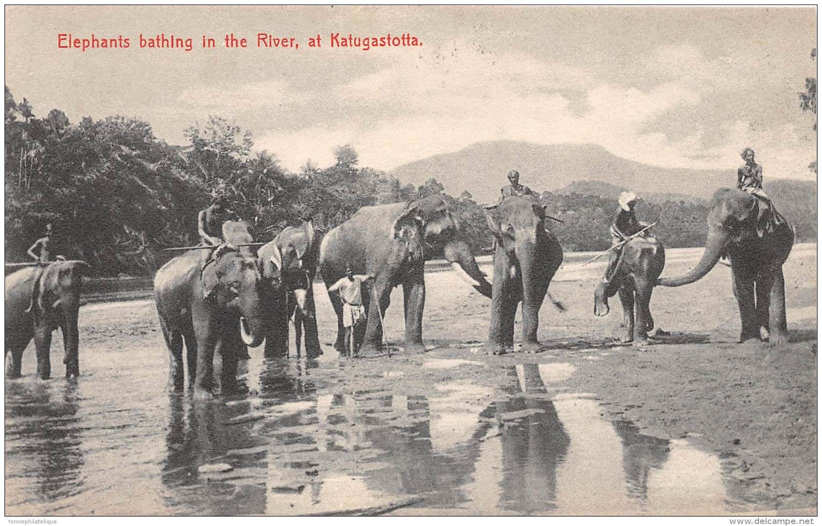 CEYLAN / Elephants Bathing In The River At Katugastotta - Sri Lanka (Ceylon)