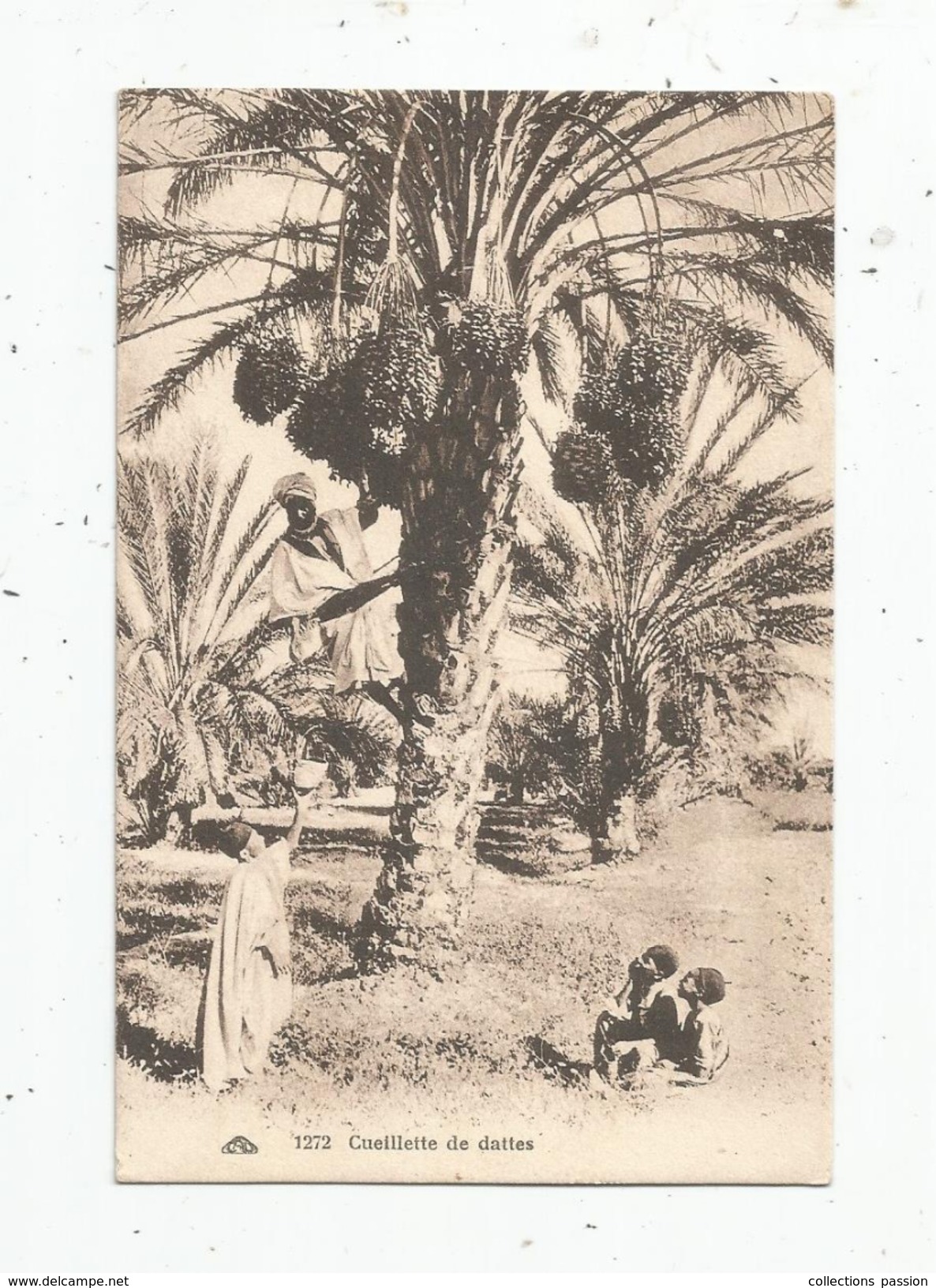 Cp , Arbres , Agriculture , Métier , Afrique , CUEILLETTE DE DATTES , Vierge - Árboles