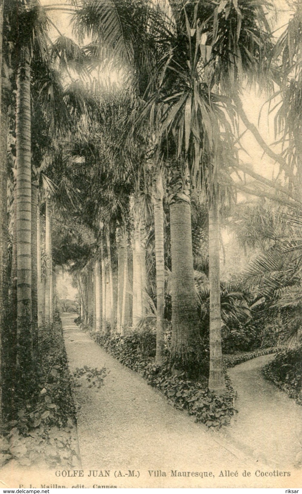 ARBRE(GOLFE JUAN) - Árboles