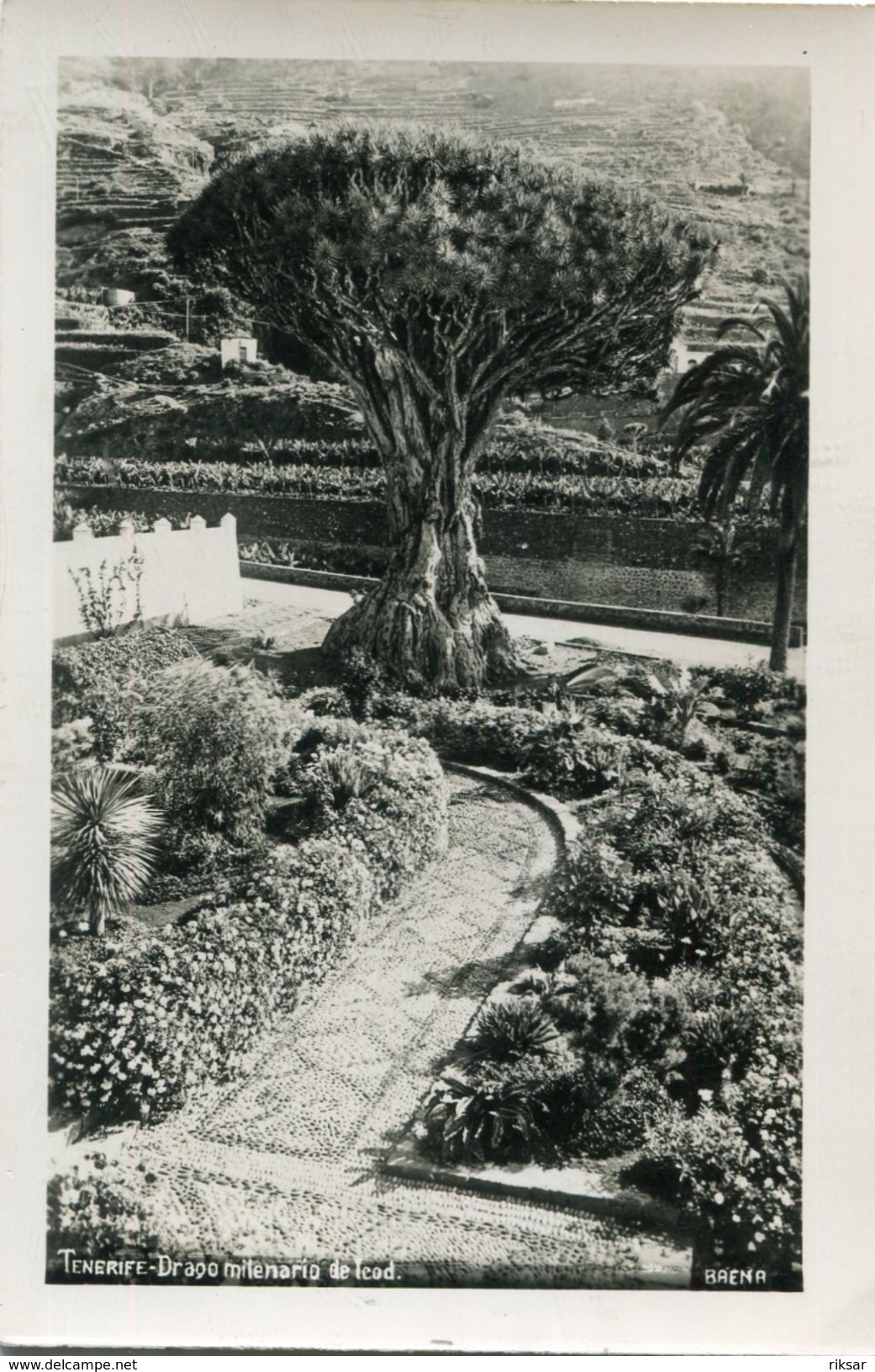 ARBRE(TENERIFE) - Arbres