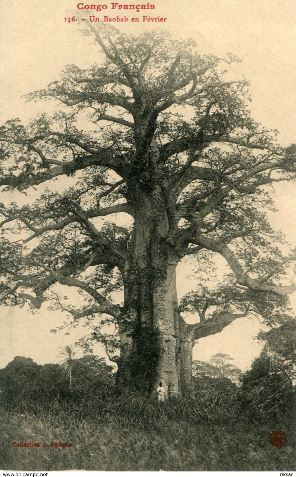 ARBRE(CONGO) - Arbres