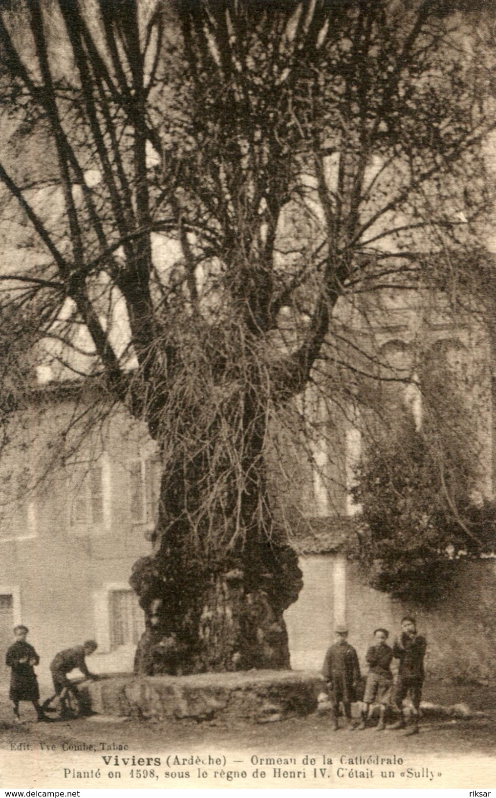 ARBRE(VIVIERS) - Arbres