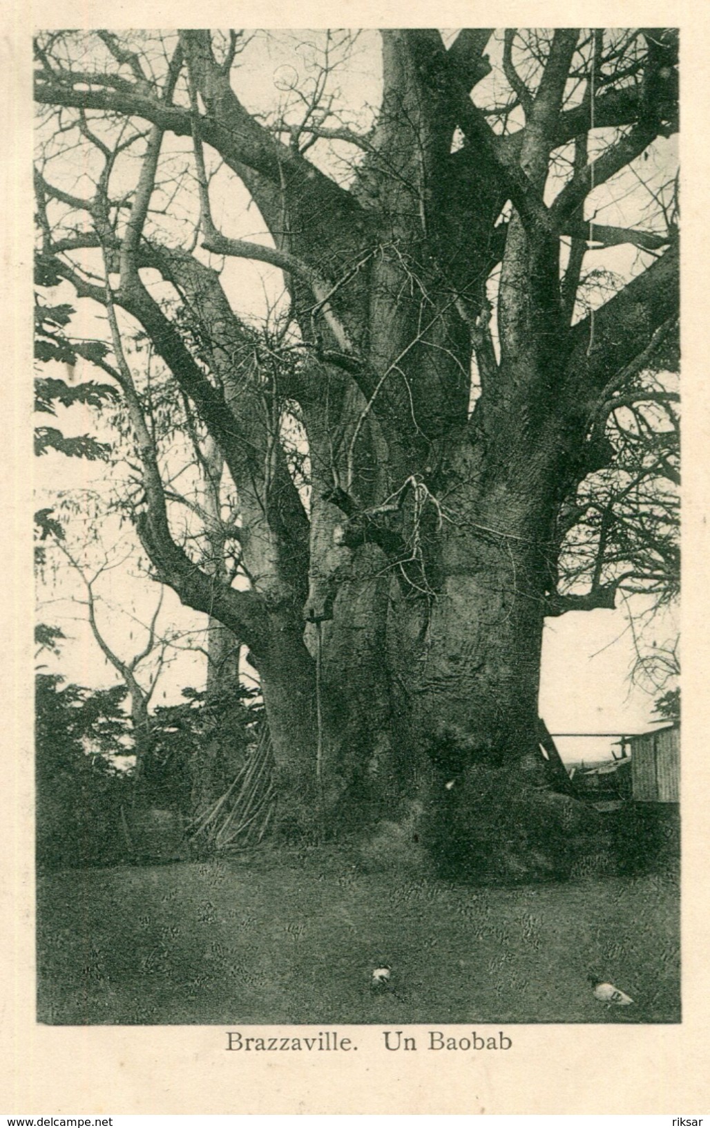 ARBRE(BRAZZAVILLE) - Trees