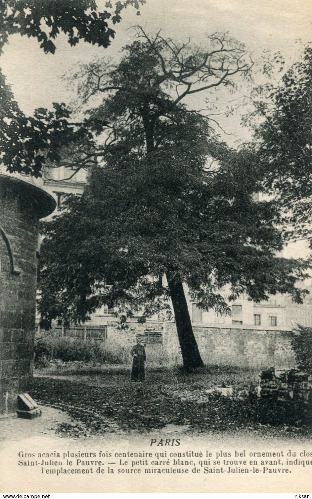 ARBRE(PARIS) - Arbres