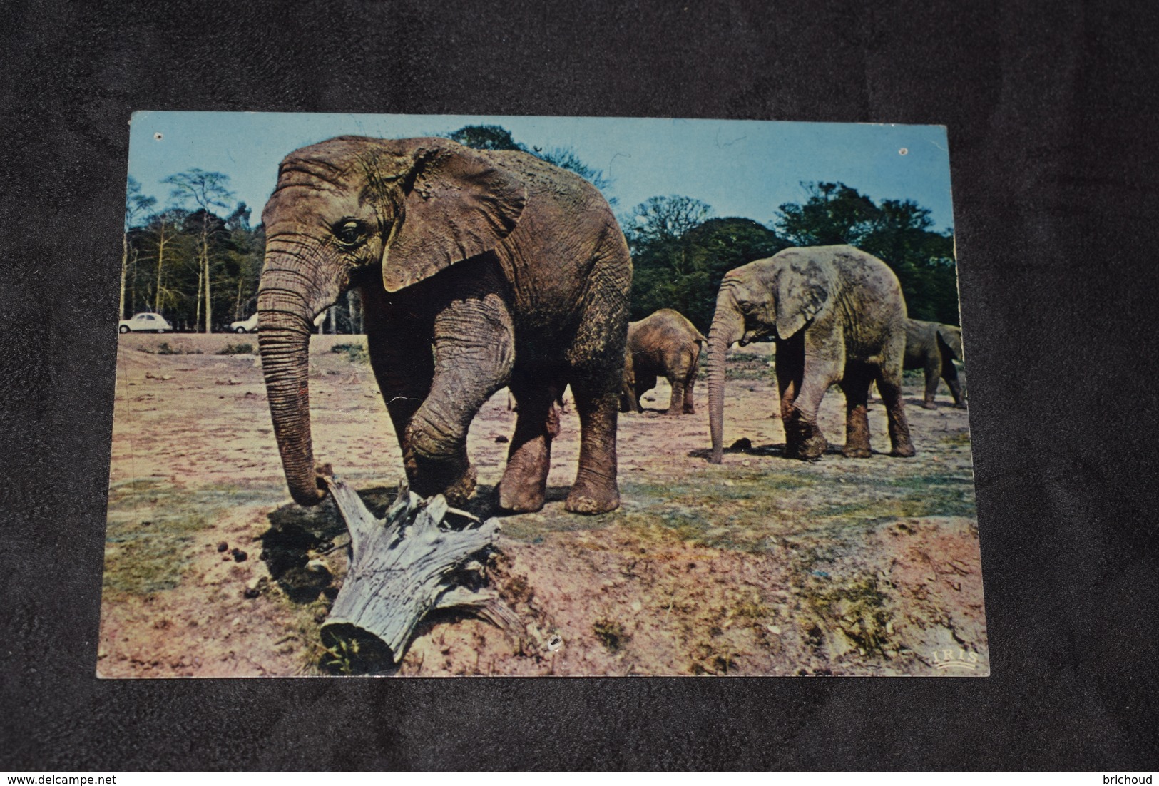 Eléphants En Liberté Dans La Réserve Africaine Du Chateau De Troiry-en-Yvelines Vierge (10) - Elefanti