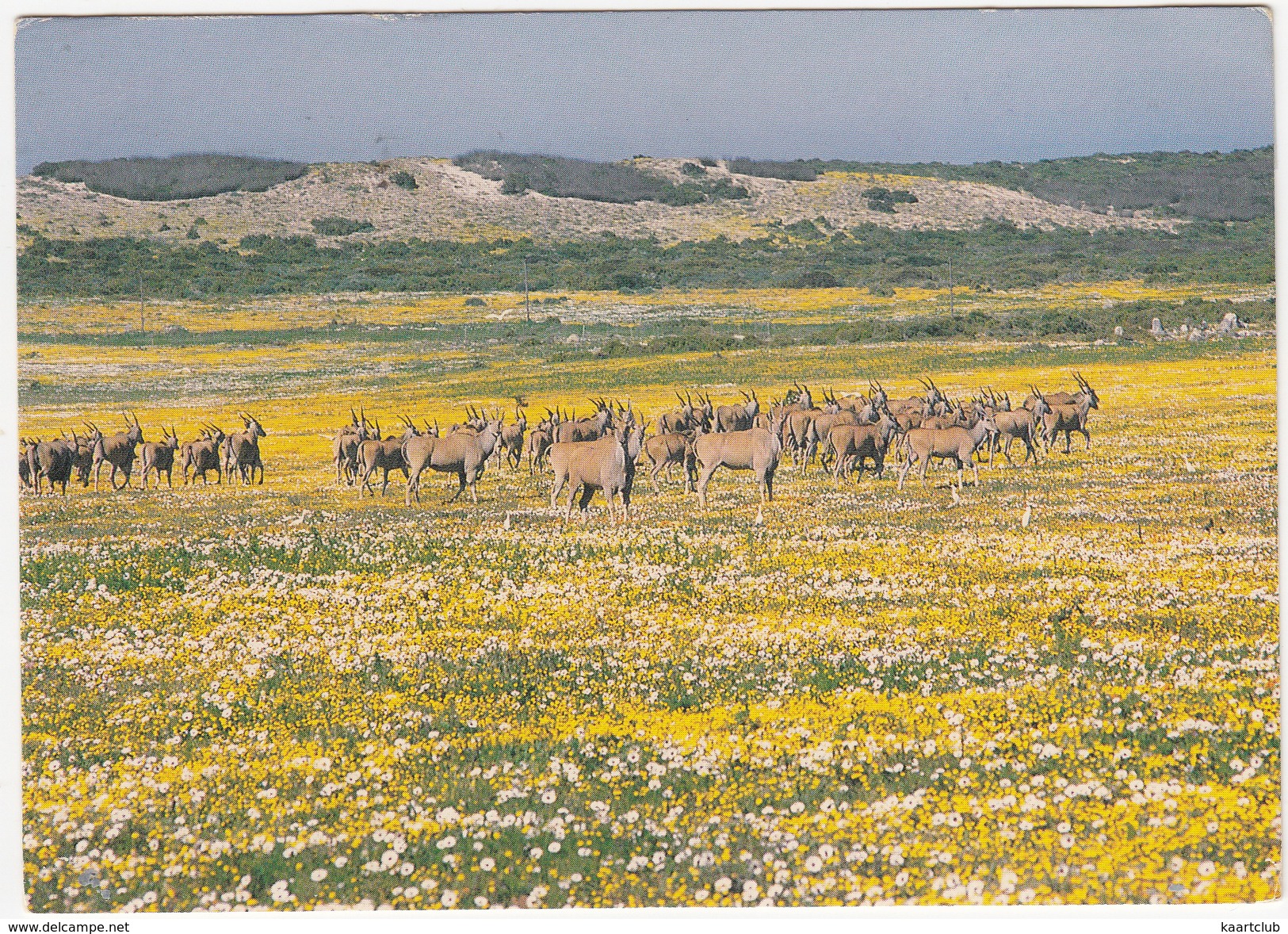 West Coast National Park: A Herd Of Eland - (South-Africa) - Zuid-Afrika