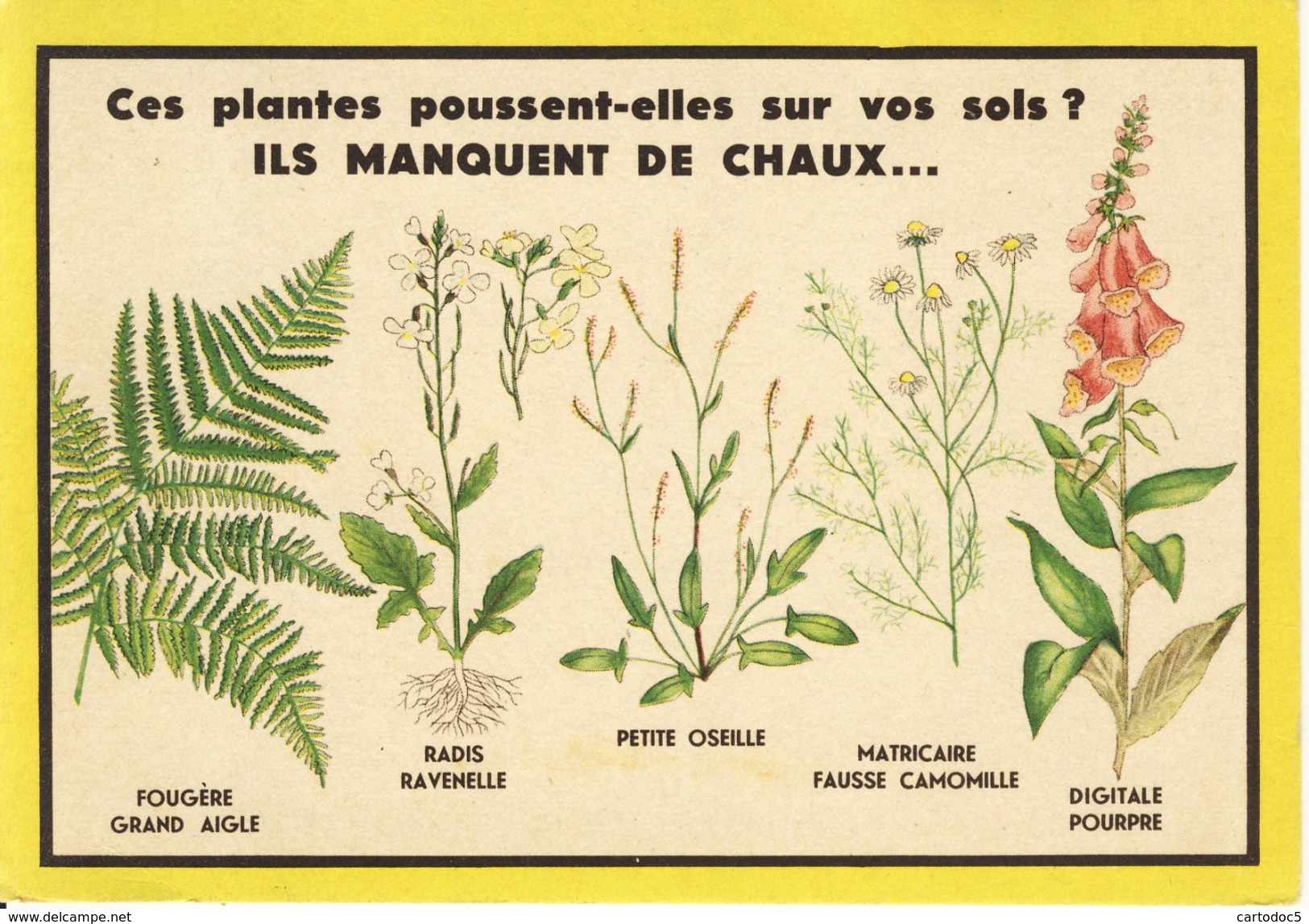 Fantaisie Ces Plantes Manquent De Chaux Bureau D'Etudes Sur Les Engrais  Cpa - Plantes Médicinales