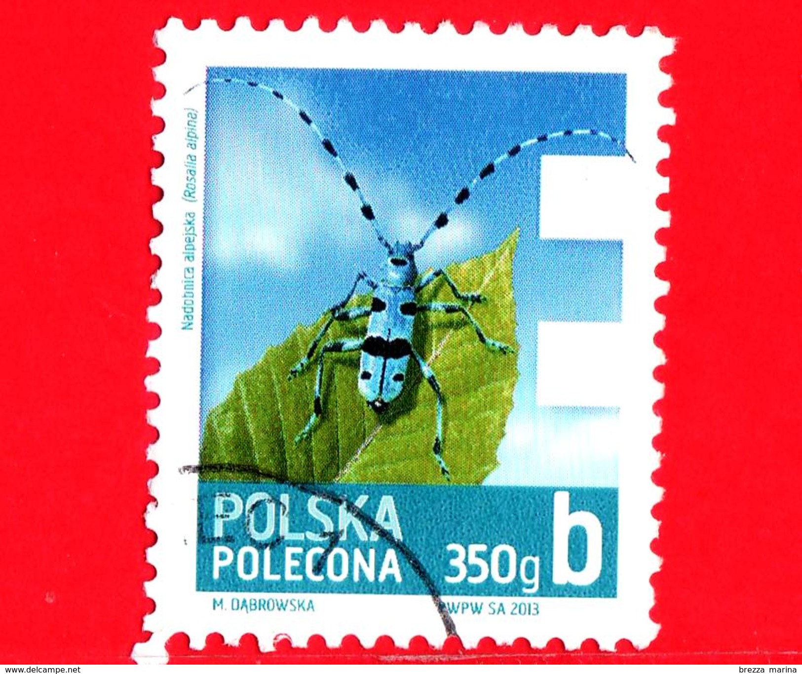 POLONIA - Usato - 2013 - Francobollo Posta Economica - 350g - Insetti - Cerambice Del Faggio - Rosalia Alpina - B - 350 - Used Stamps