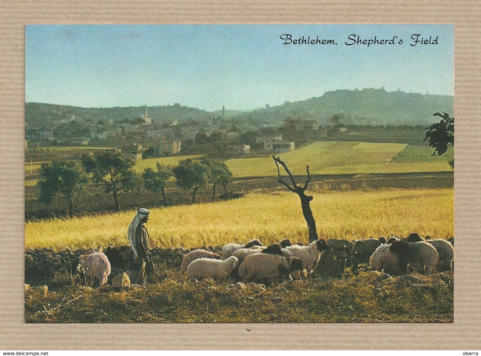 Israel Old Postcards  Bethlehem Shepherd's Field Places Of The Bible - Israel