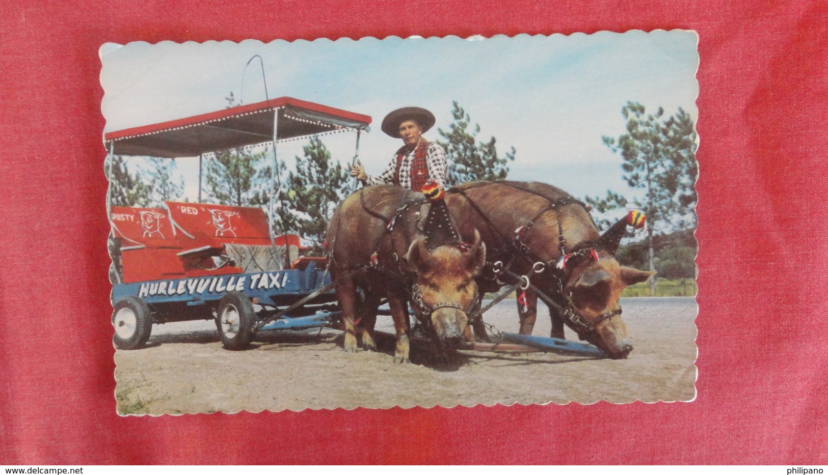 World Famous Trained Hogs Hurleyville Taxi--- Canada Echo Bay   Ref 2567 - Angels