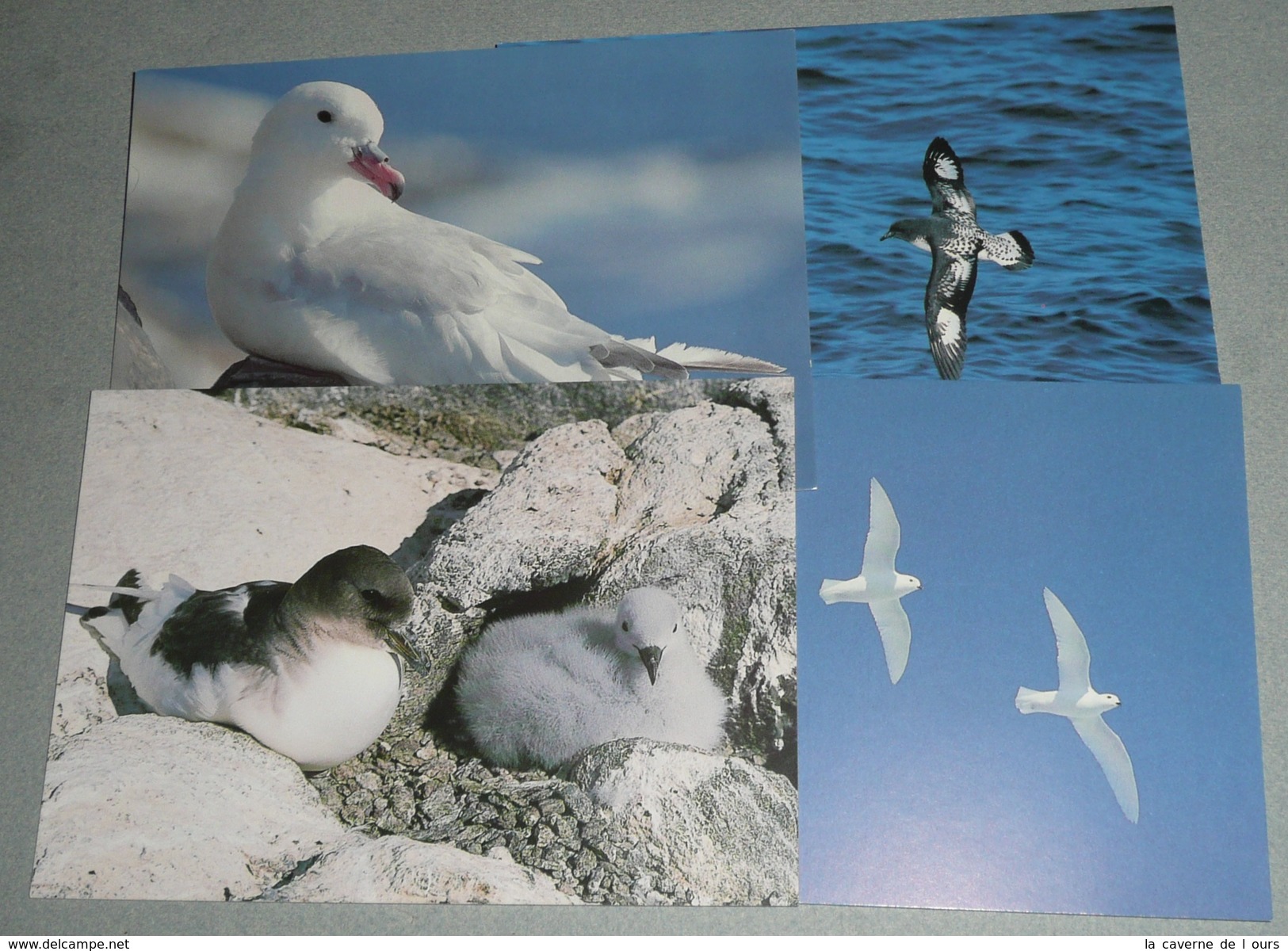 Lot De 4 CPM, Carte Postale, WWF 1986, Animaux, Oiseaux, Pétrel Antartique Damier Du Cap, Fulmar Argenté, Marins - Vögel