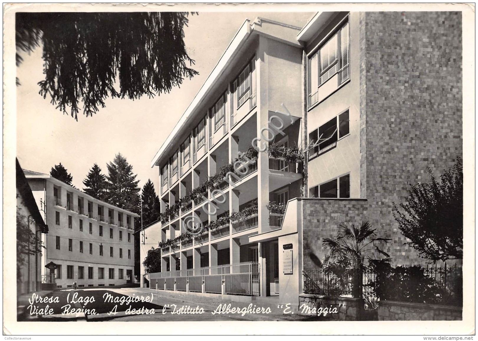 Cartolina Stresa Viale Regina Istituto Alberghiero Maggia - Verbania