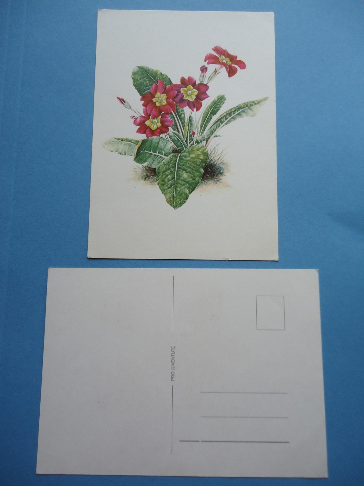 Postcard PRO JUVENTUTE - Flowers
