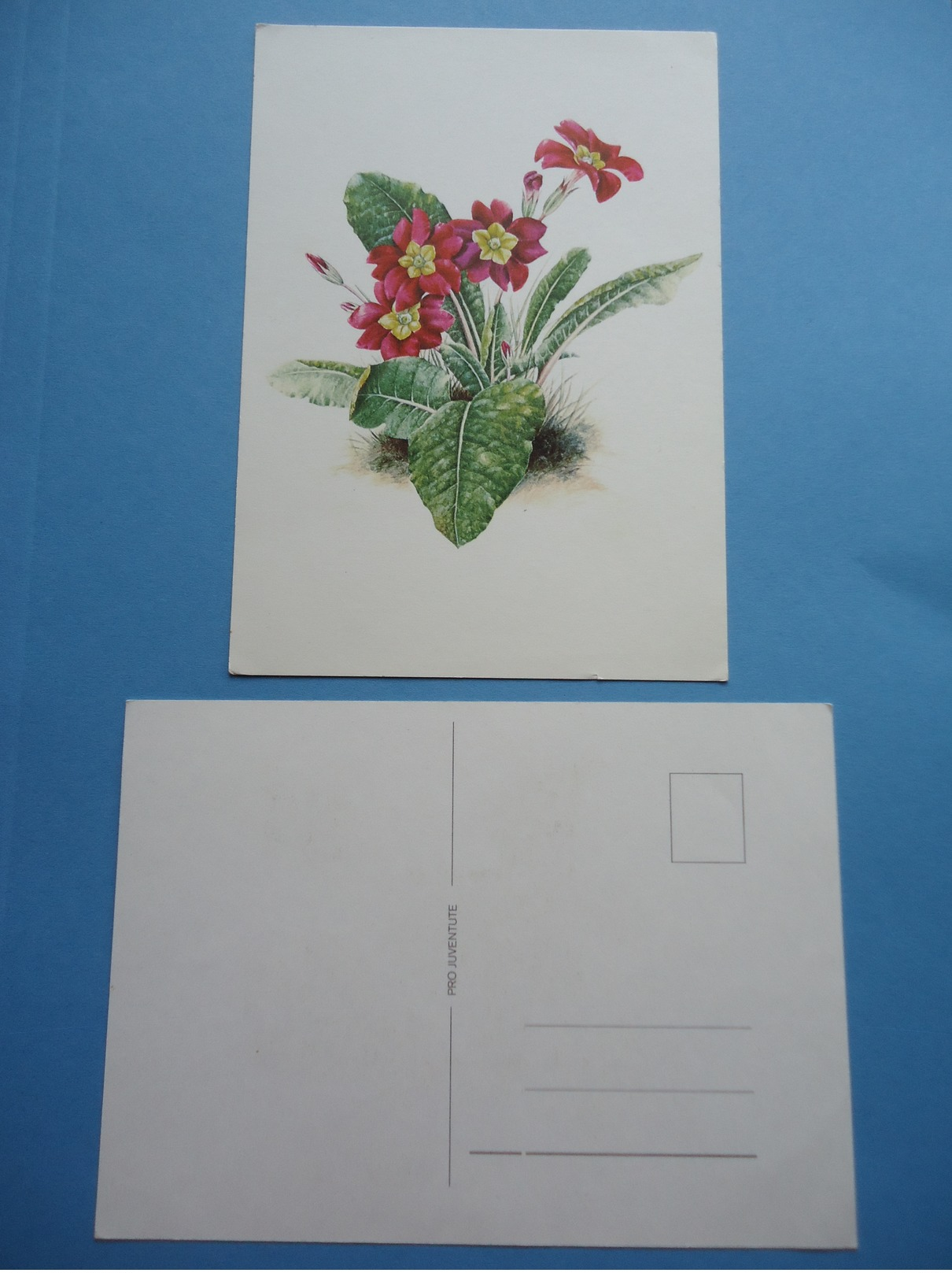 Postcard PRO JUVENTUTE - Bloemen