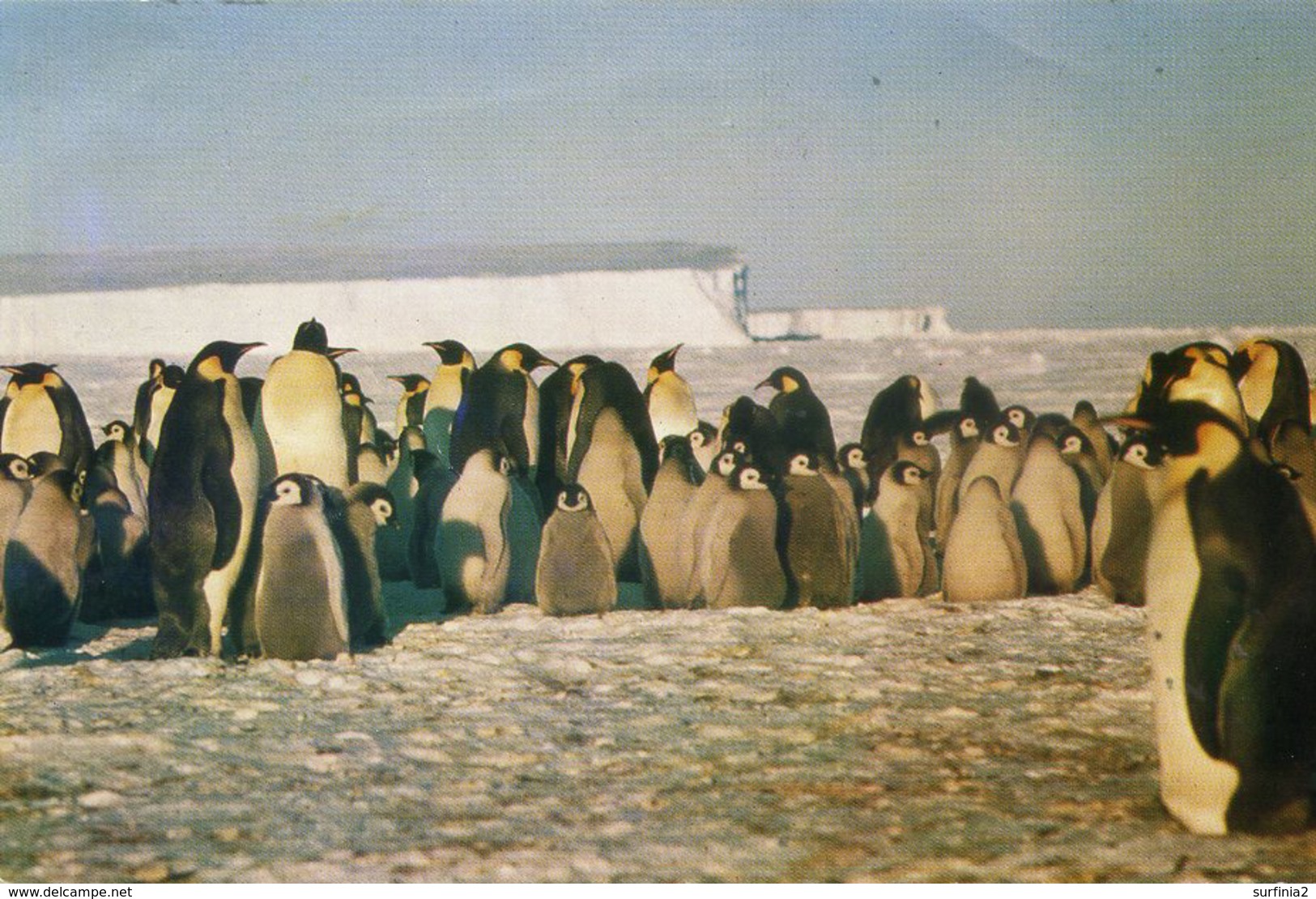 ANTARCTIC - EMPEROR PENGUINS NEAR HALLEY M523 - Other & Unclassified