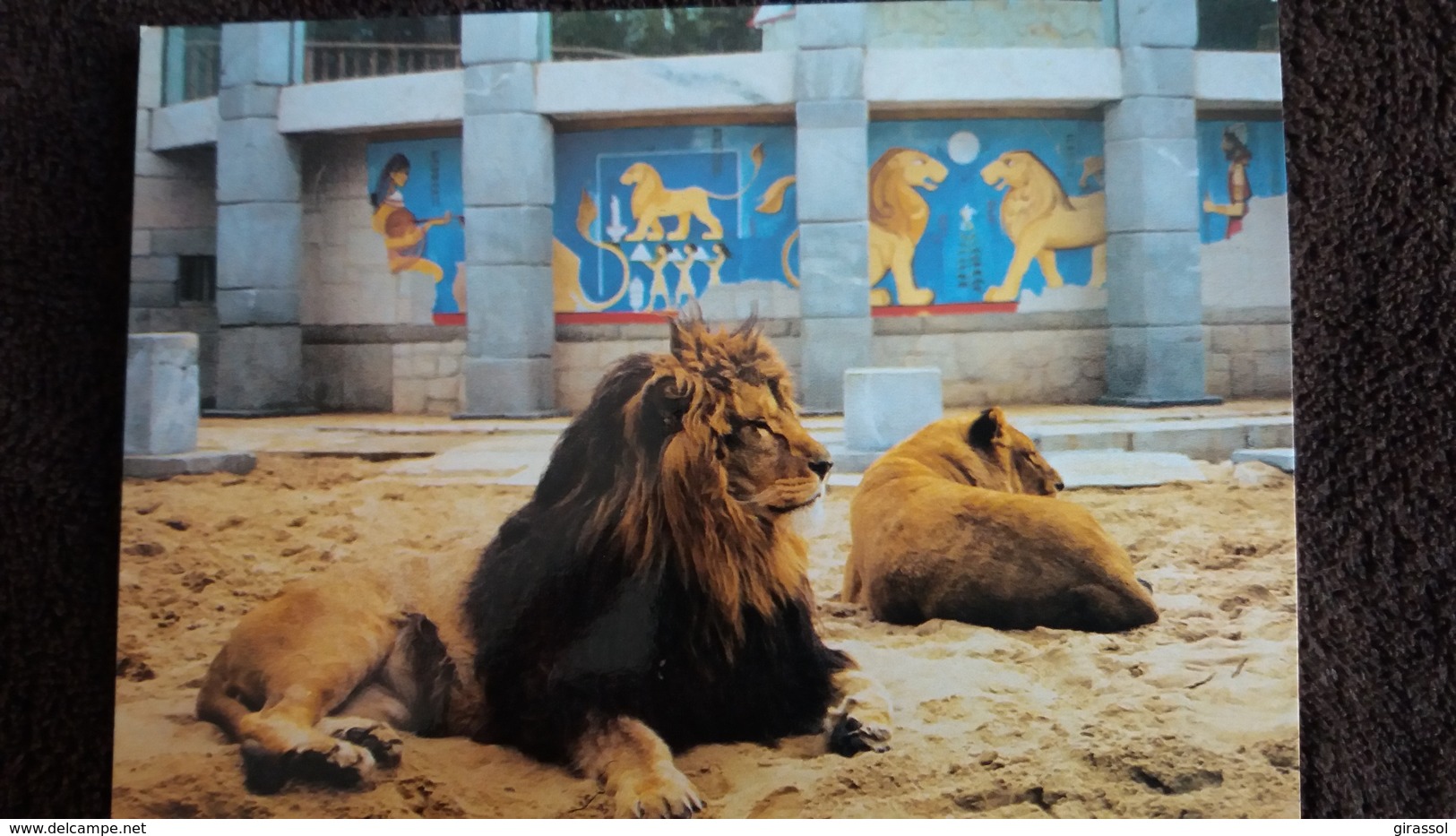 CPM LIONS DE L ATLAS   ZOO DE LA PALMYRE N°29 - Lions