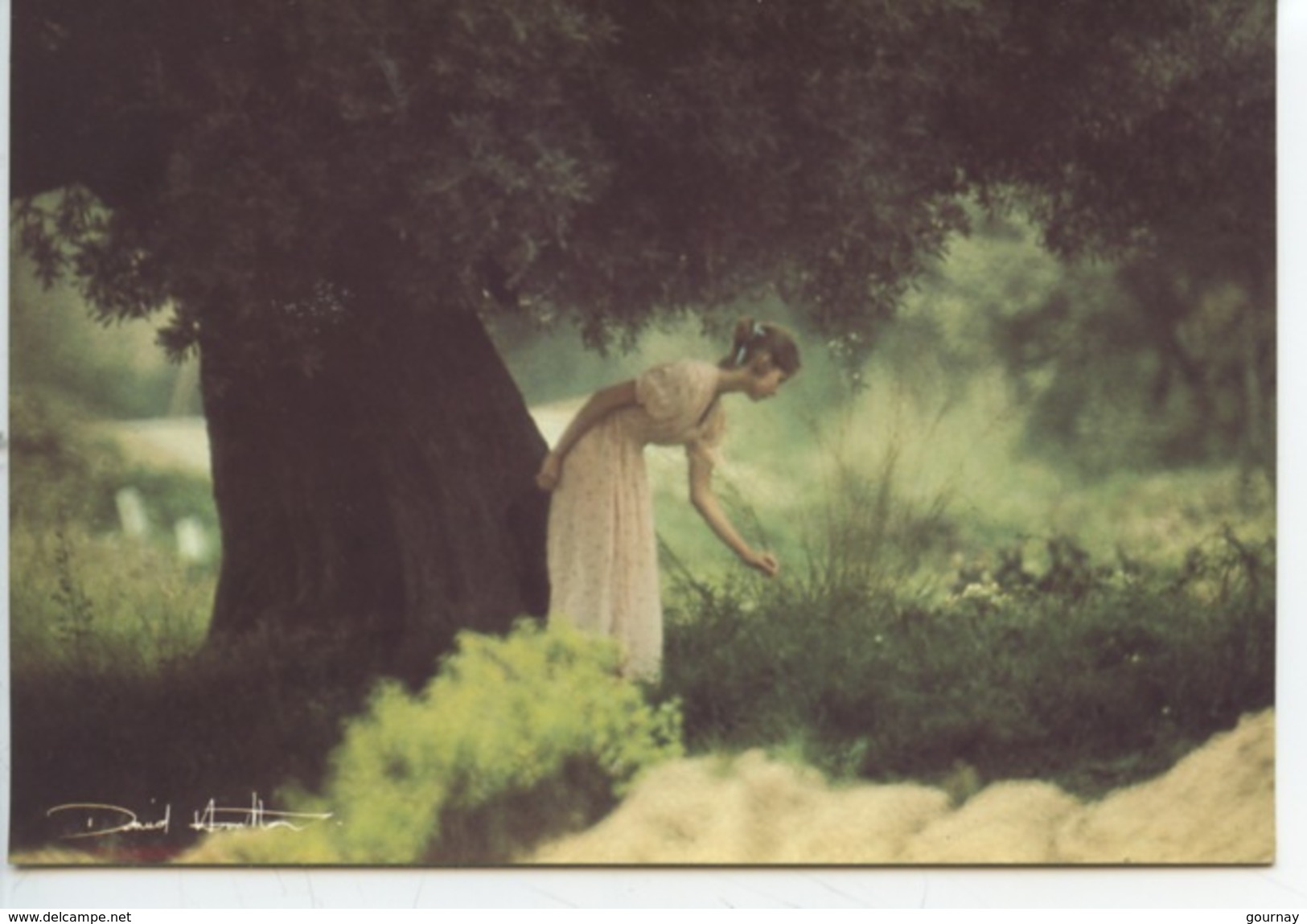 David Hamilton - Ed Agep N°72 Cp Vierge (sous L'arbre) - Sonstige & Ohne Zuordnung