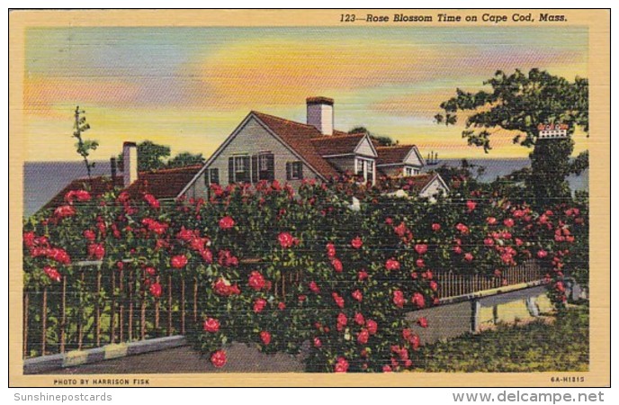 Massachusetts Cape Cod Rose Blossom Time 1956 Curteich - Cape Cod
