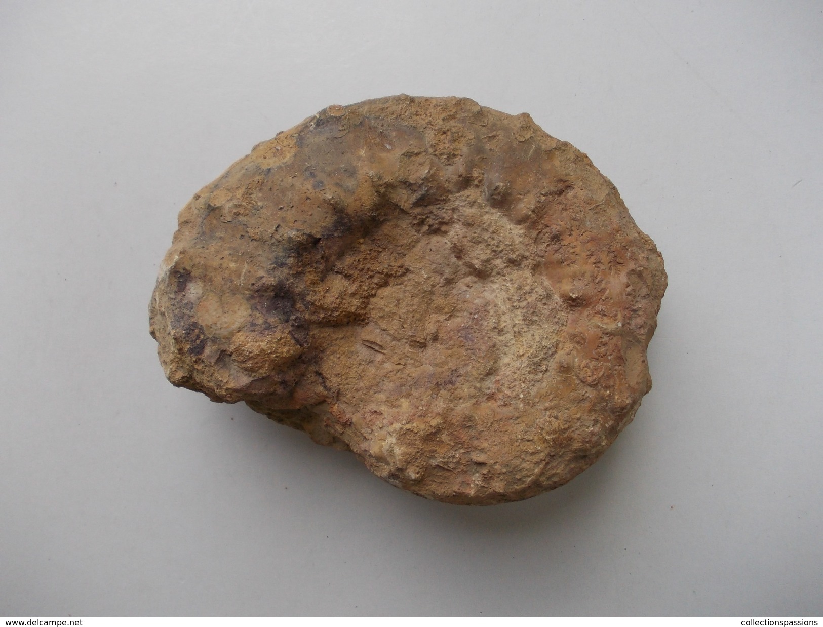 - Ammonite Fossilisée. 900g - - Fossils