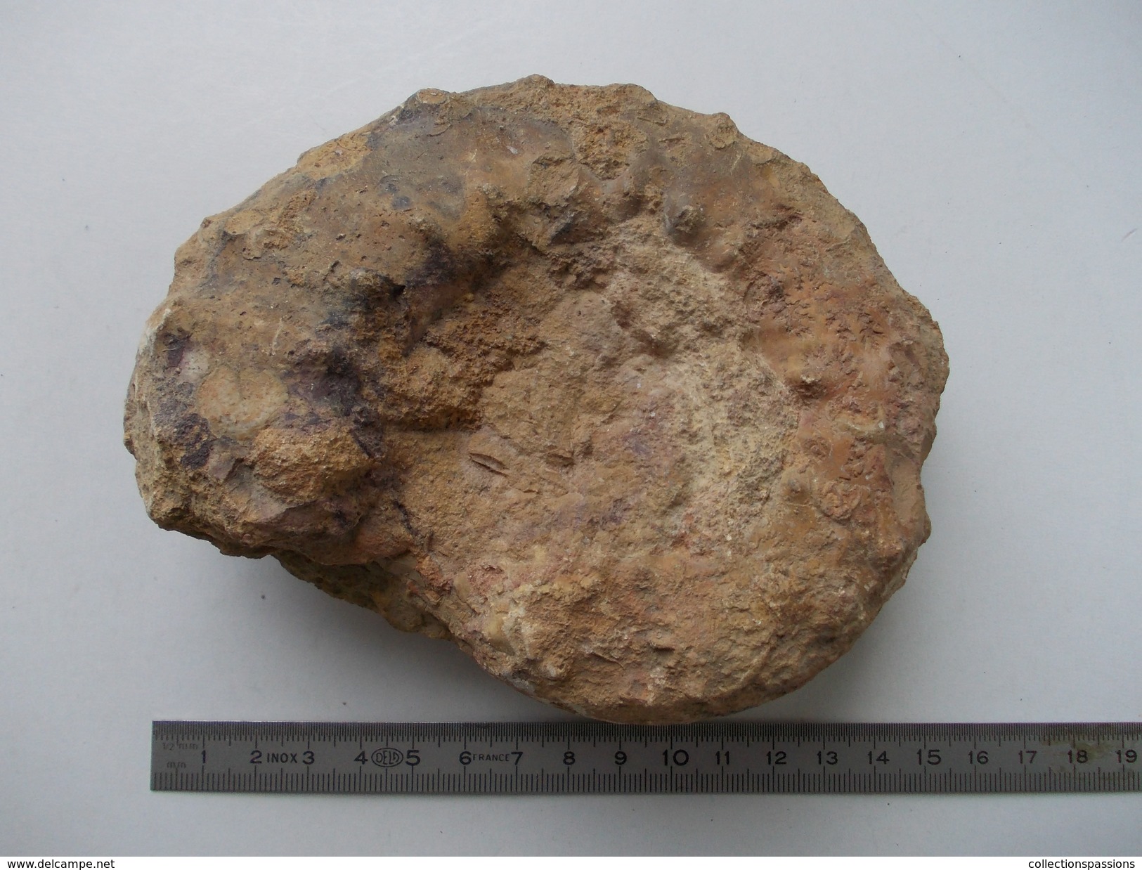 - Ammonite Fossilisée. 900g - - Fossils