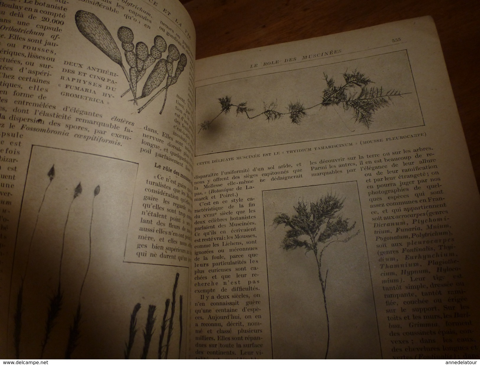 1917 LSELV :Le Rôle Des Muscinées Dans La Nature Et En Chirurgie (par Louis Müller Professeur Honoraire) - Autres & Non Classés