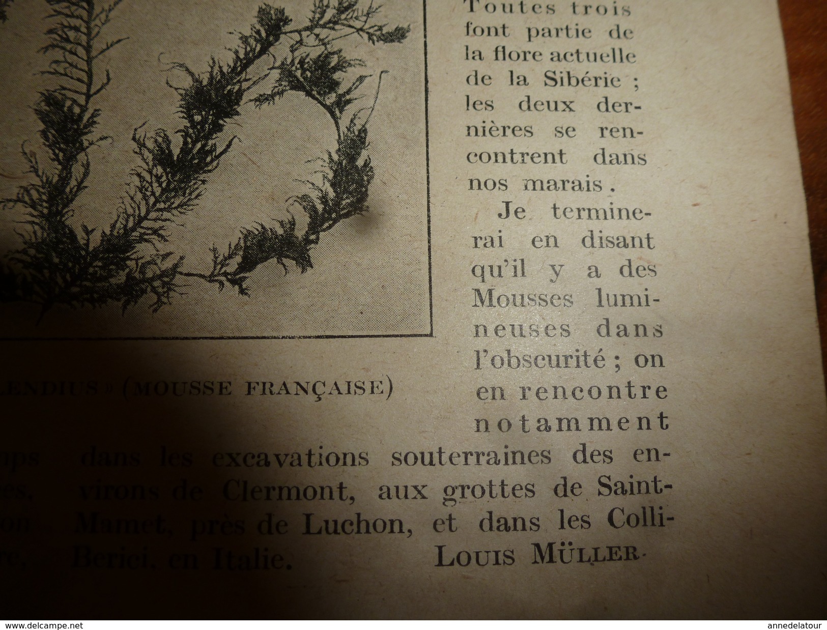 1917 LSELV :Le rôle des muscinées dans la nature et en chirurgie (par Louis Müller professeur honoraire)