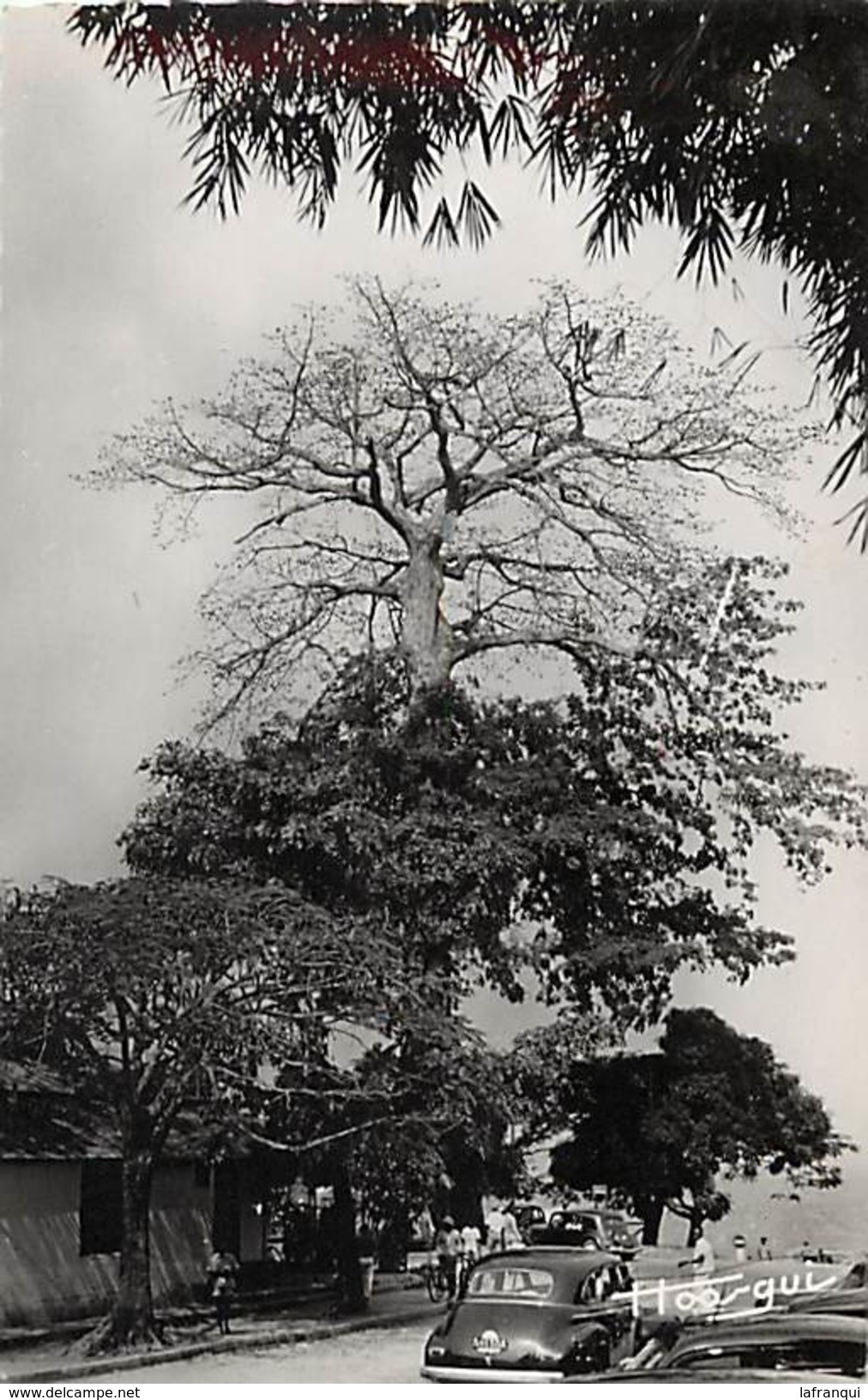 Pays Div-ref H984- Congo - Brazzaville - Le Beach -le Baobab Geant - Arbre -arbres  - Carte Bon Etat  - - Brazzaville