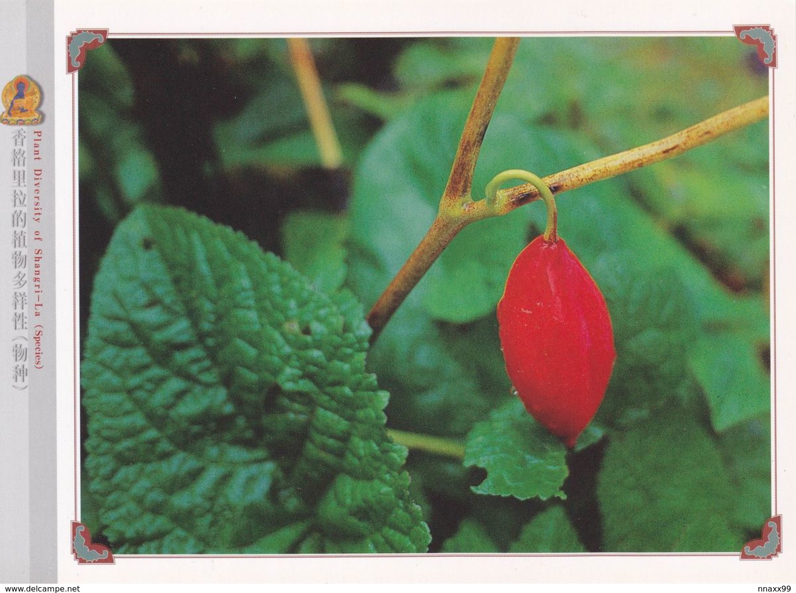 China - Chinese May-apple (Sinopodophyllum Emodi), Chuobulaka Mountain, Shangri-La County Of Yunnan Province - Geneeskrachtige Planten