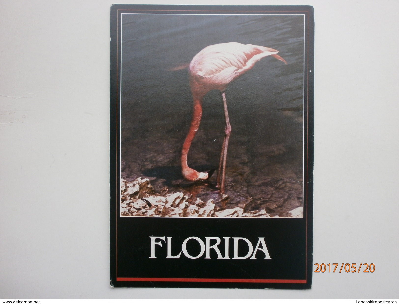 Postcard Florida's Famous Flamingo By Floridian Card Products Of Tampa My Ref B21303 - Birds