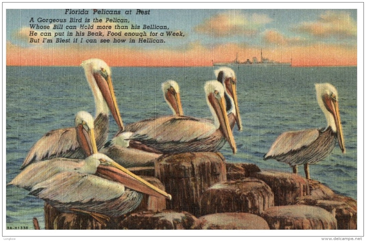 Florida Pelicans - Sarasota