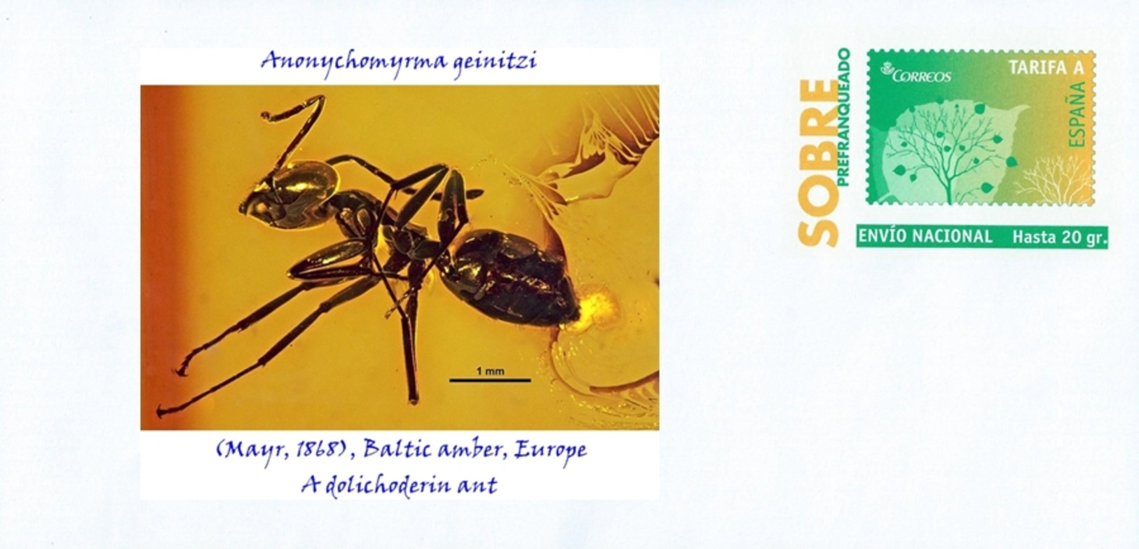 SPAIN, 2017 Fossil Insects, Anonychomyrma Geinitzi, A Dolichoderin Ant, (Mayr, 1868), Baltic Amber, Europe - Fossils