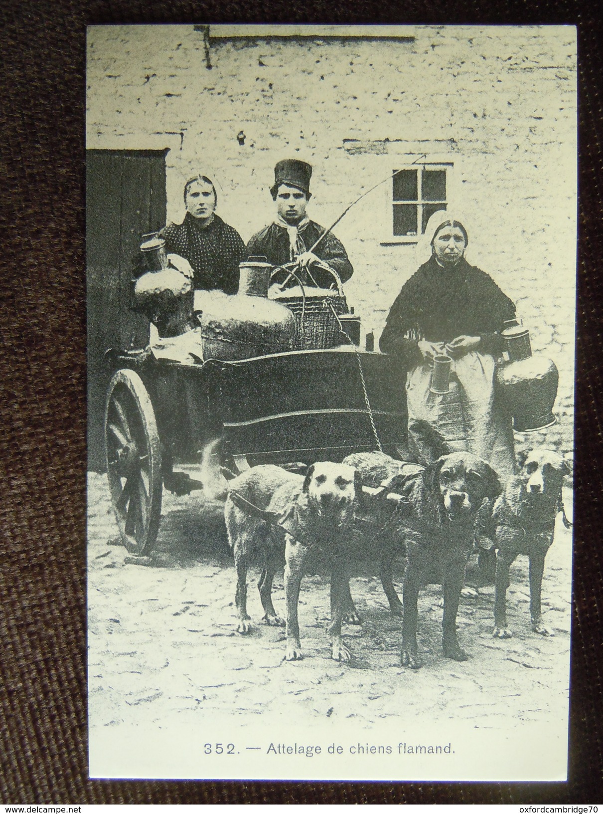 Carte Repro D Un Attelage De Chiens Flamand - Vendedores Ambulantes