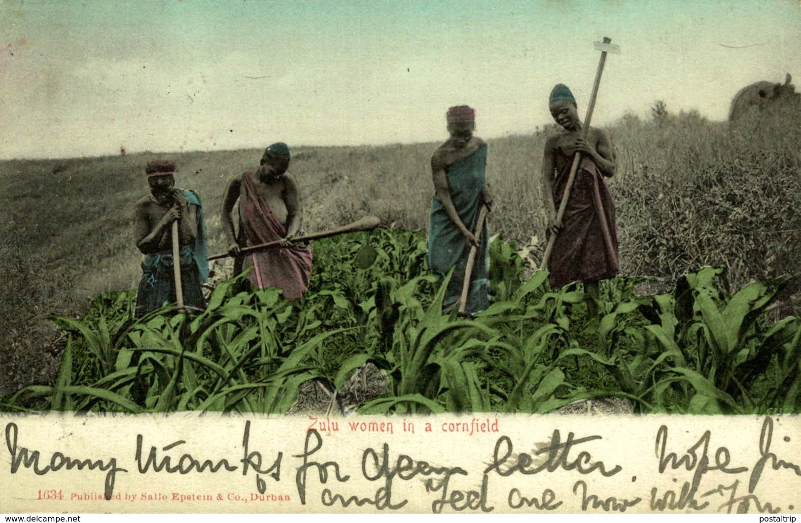 1906  ZULU WOMEN IN A CORNFIELD   AFRIQUE DU SUD SUDAFRICA  South Africa  - - Sudáfrica