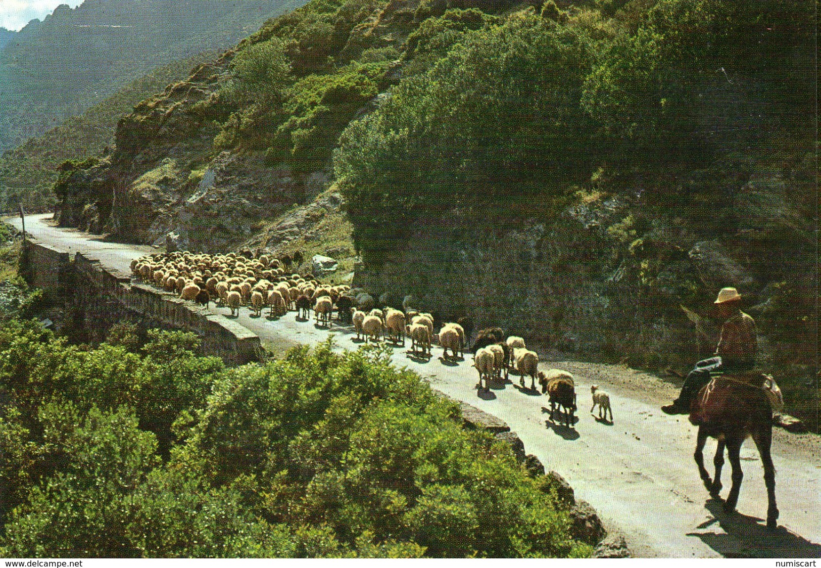 Moutons.. Animaux Troupeau De Moutons Berger Ovin Agneau Agnelle Brebis Bélier Cavalier Dans Les Alpes - Autres & Non Classés
