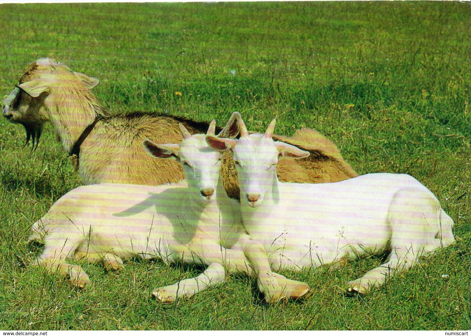 Chèvres.. Animaux Chevreau Cabris Bouc Chèvre - Autres & Non Classés